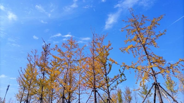 ?多彩的秋天，繽紛的秋葉