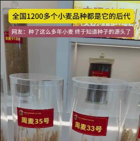 周口國家農(nóng)高區(qū)展示的種子資源，全國1200多個(gè)小麥品種都是它的后代!